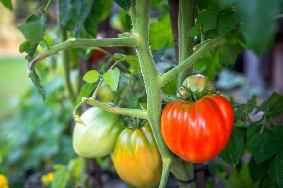 How to Grow Beefsteak Tomato Plants in the Garden