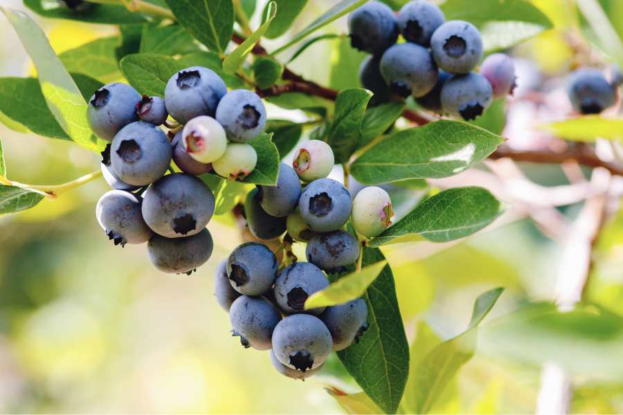 How to Grow and Care for Blueberry Bushes