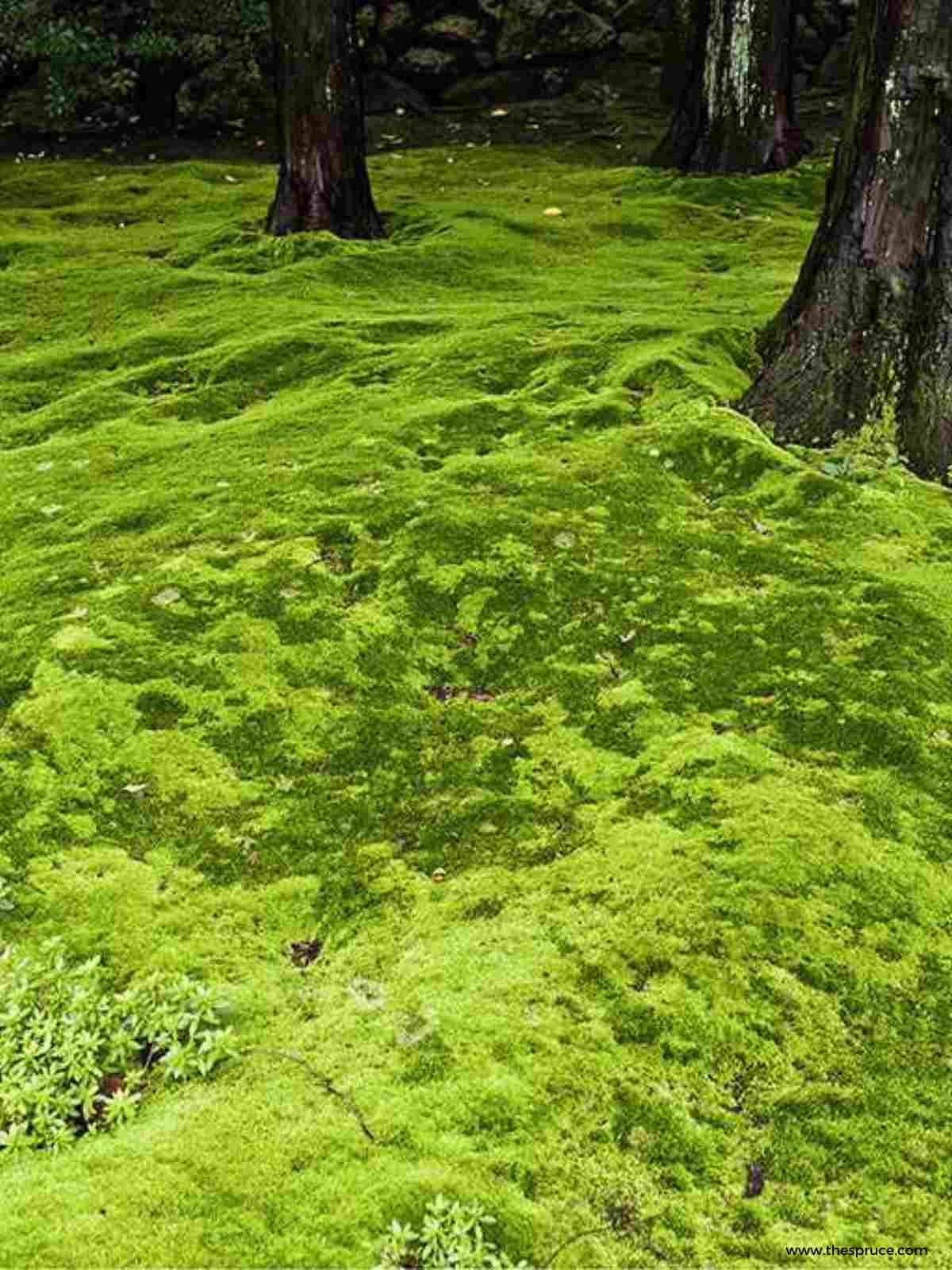 How To Grow Moss In The Garden