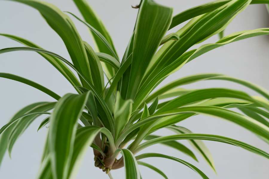 how to propagate spider plant: a guide
