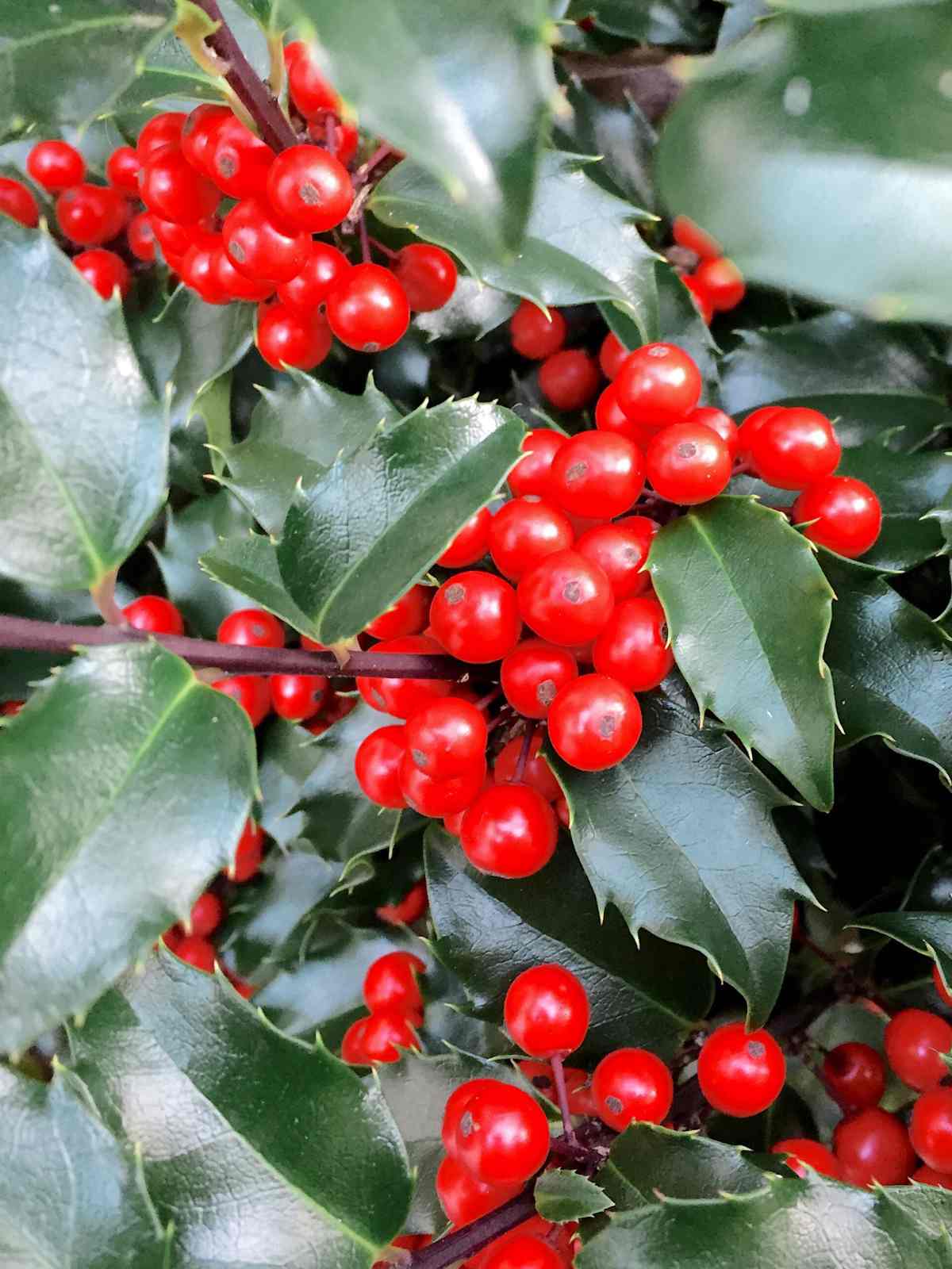 how to grow and care for holly bushes: a guide