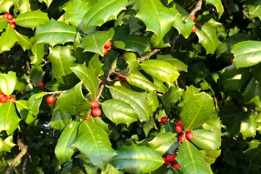 how to grow and care for holly bushes