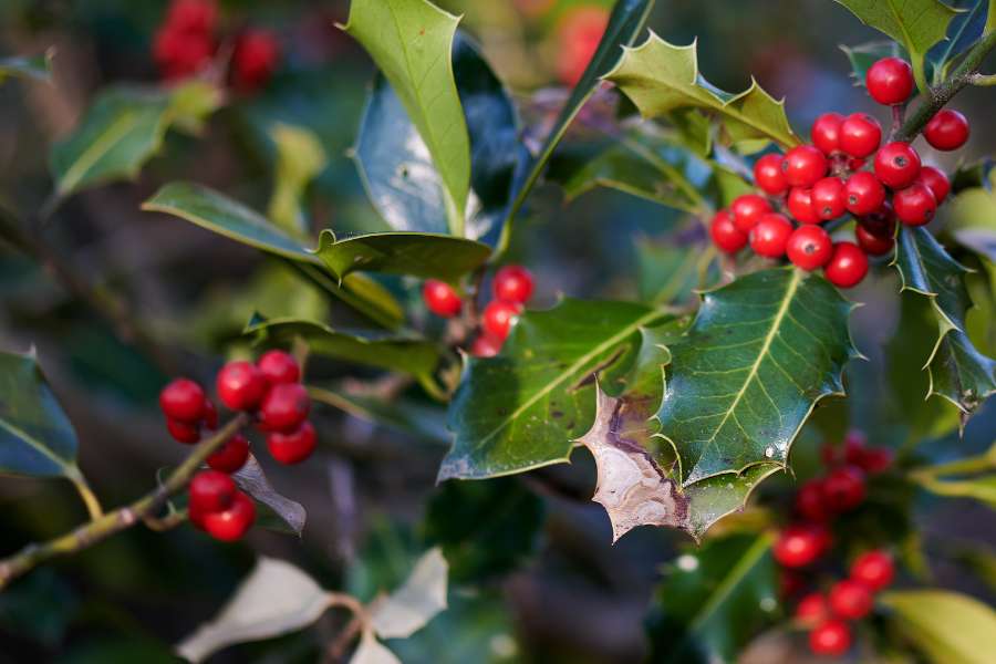 how to grow and care for holly bushes