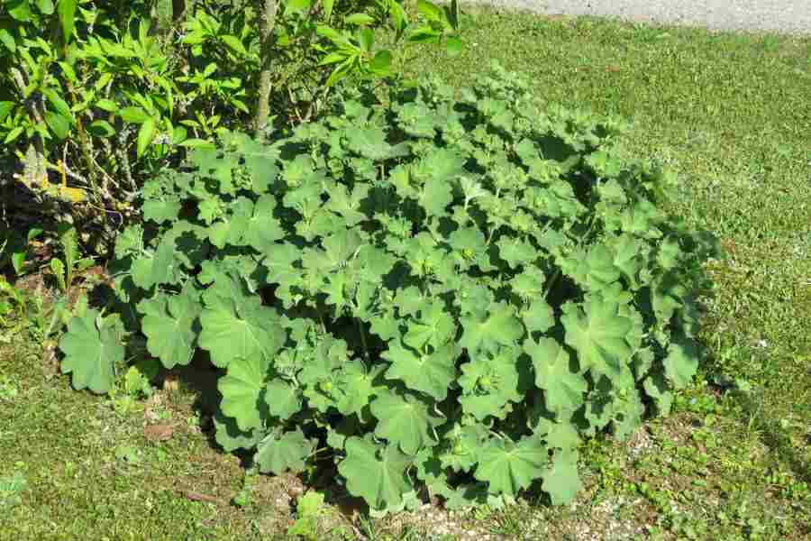 how to grow and care for lady's mantle plant