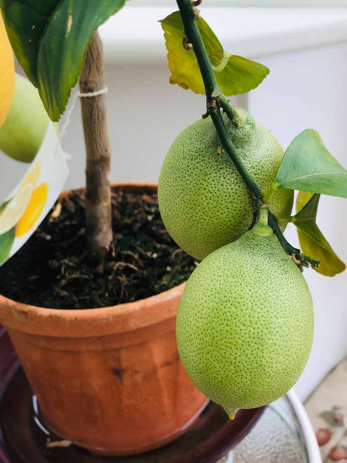 How to Grow Lemon Tree from Seed
