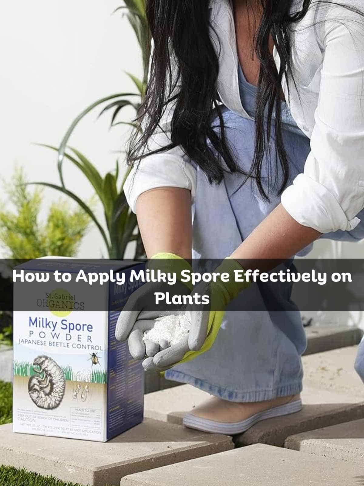 how to apply milky spore