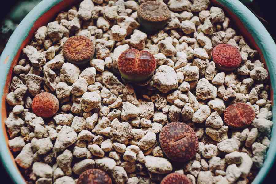 How To Grow Living Stone Plants