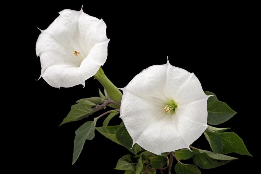 How to Grow and Care for a Moonflower Vine
