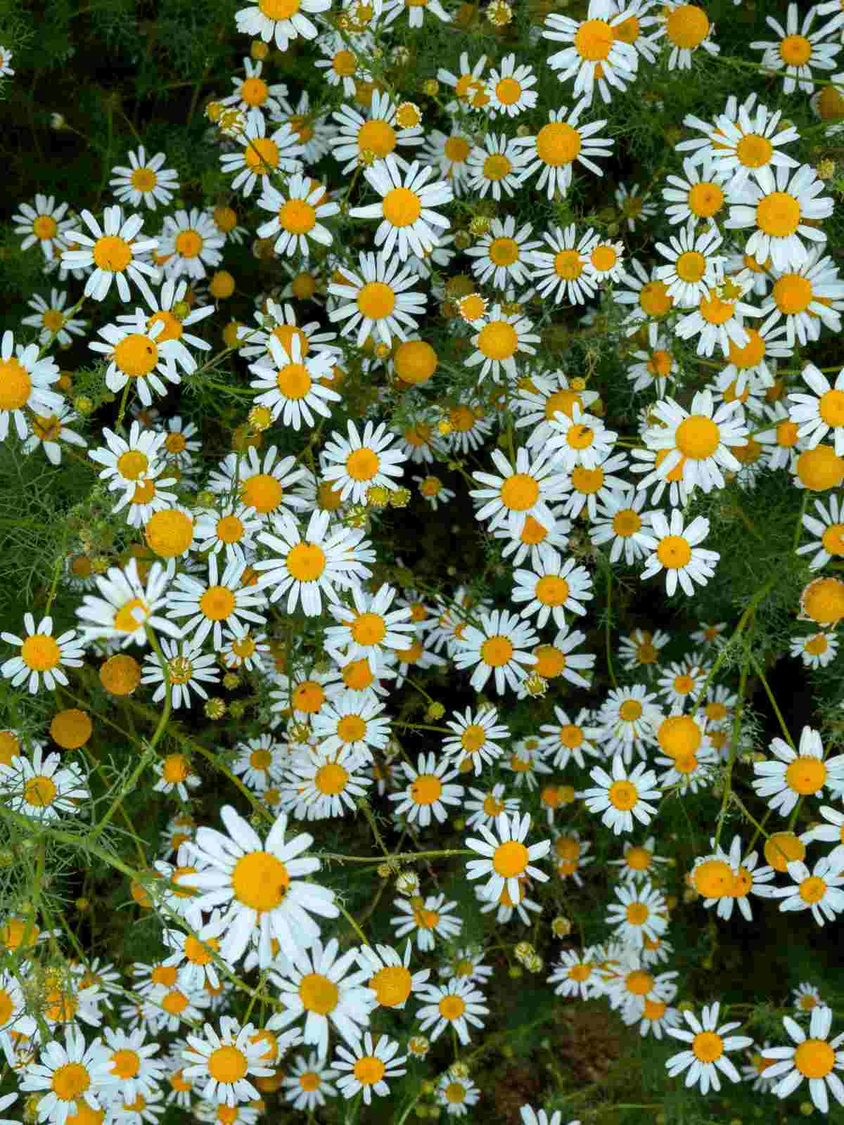 How to Grow and Care for Nippon Daisies