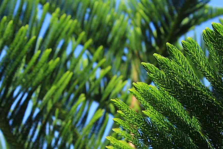 how to take care of a norfolk pine plant