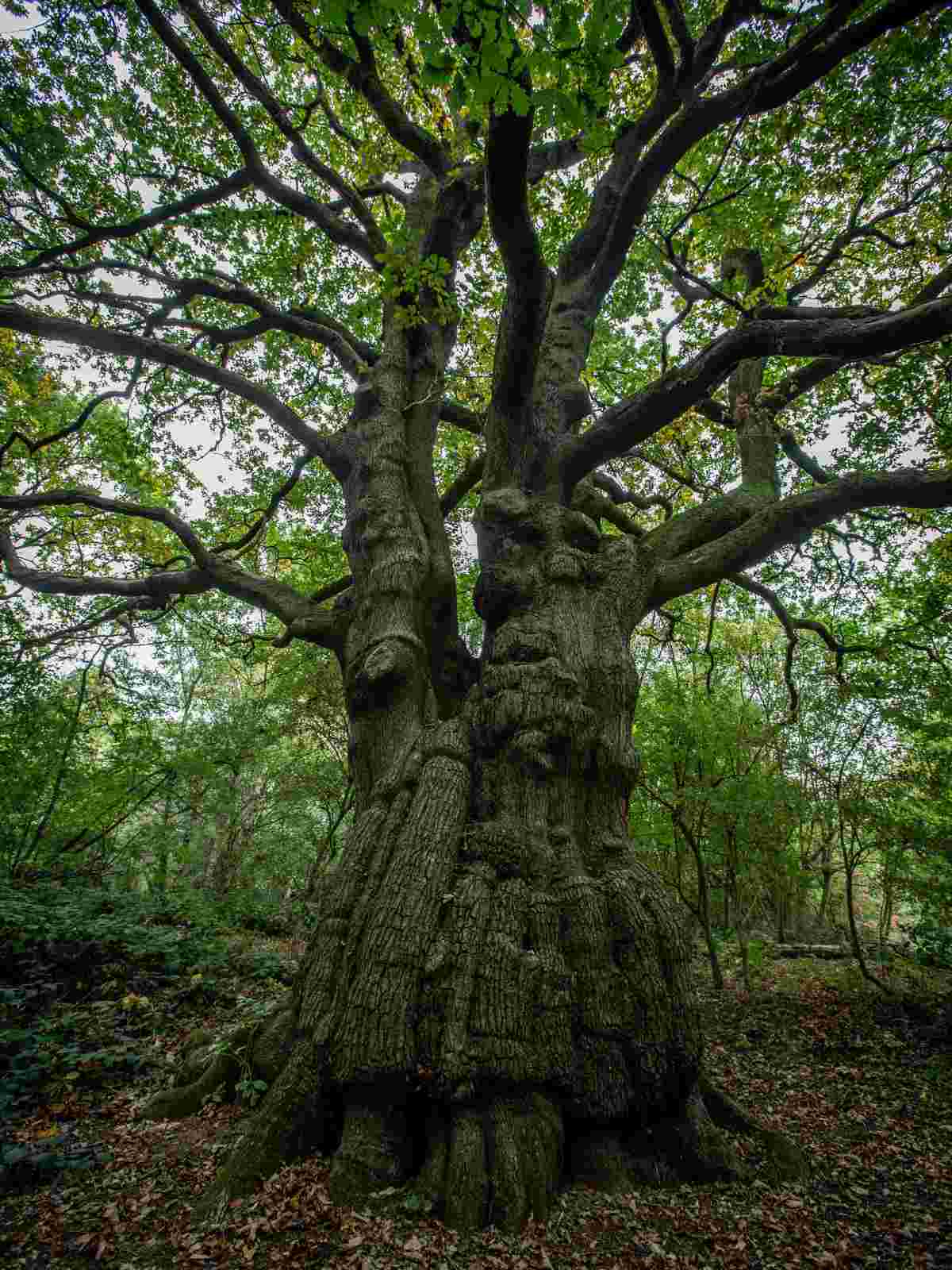 Types Of Oak Trees: A Guide