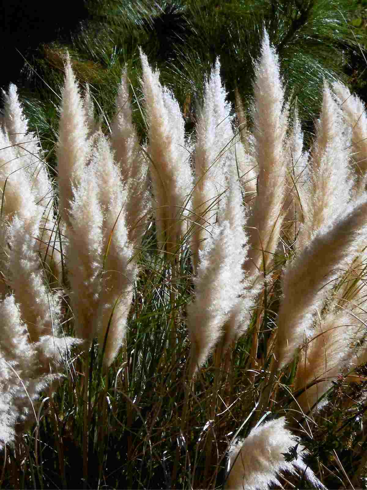 How to Grow and Care for Pampas Grass