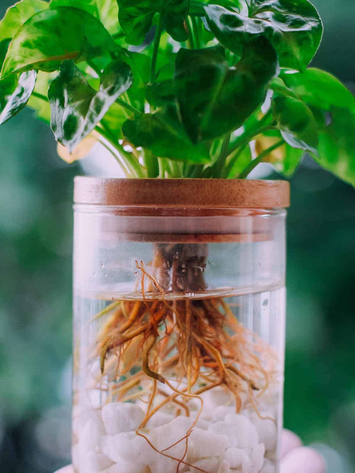 How Do Plants Grow From Roots