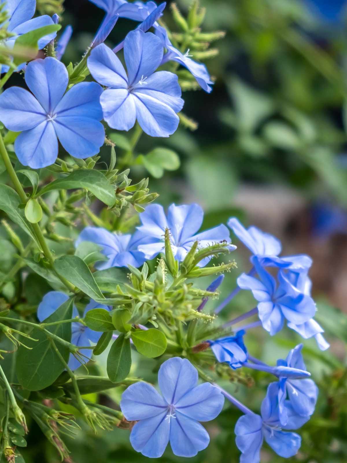 How to Grow and Care For Plumbago Plant