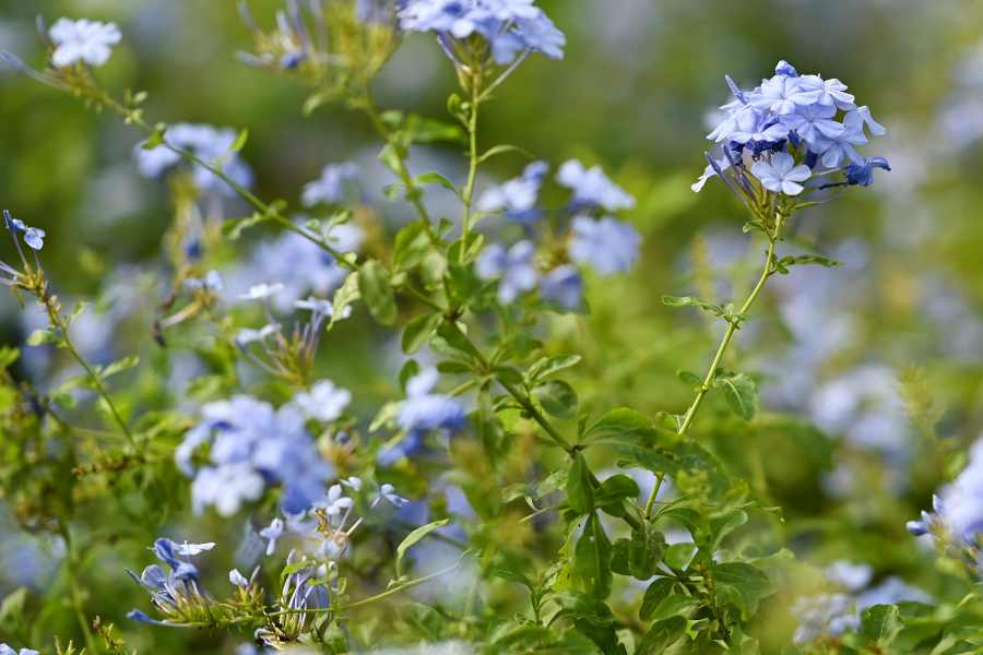 How to Grow and Care For Plumbago plant