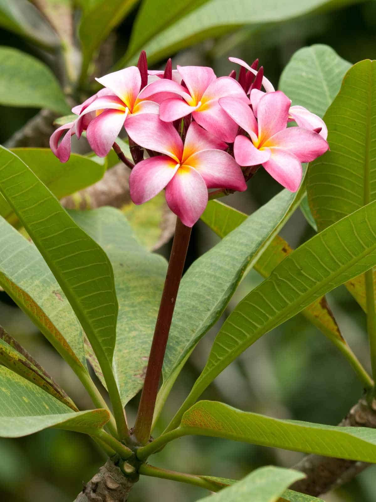 How to Grow and Care For Plumeria