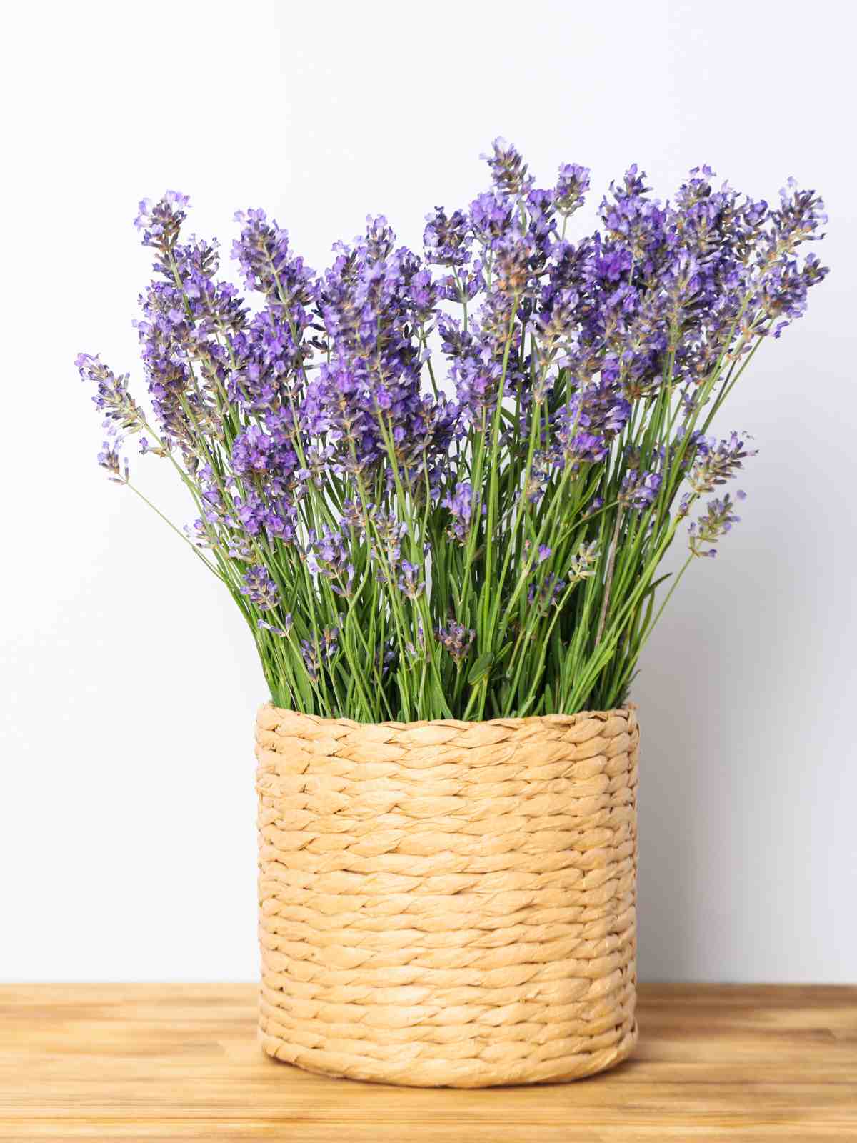 How to Grow and Care for Potted Lavender