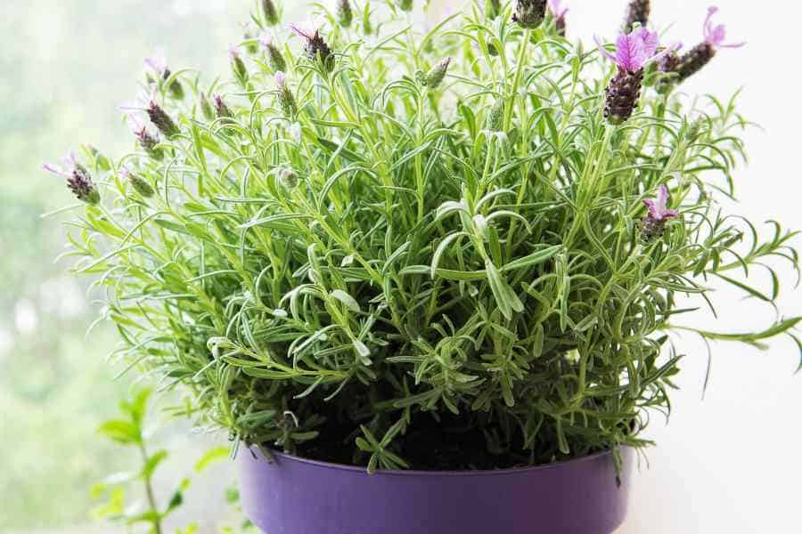 How to Grow and Care for Potted Lavender