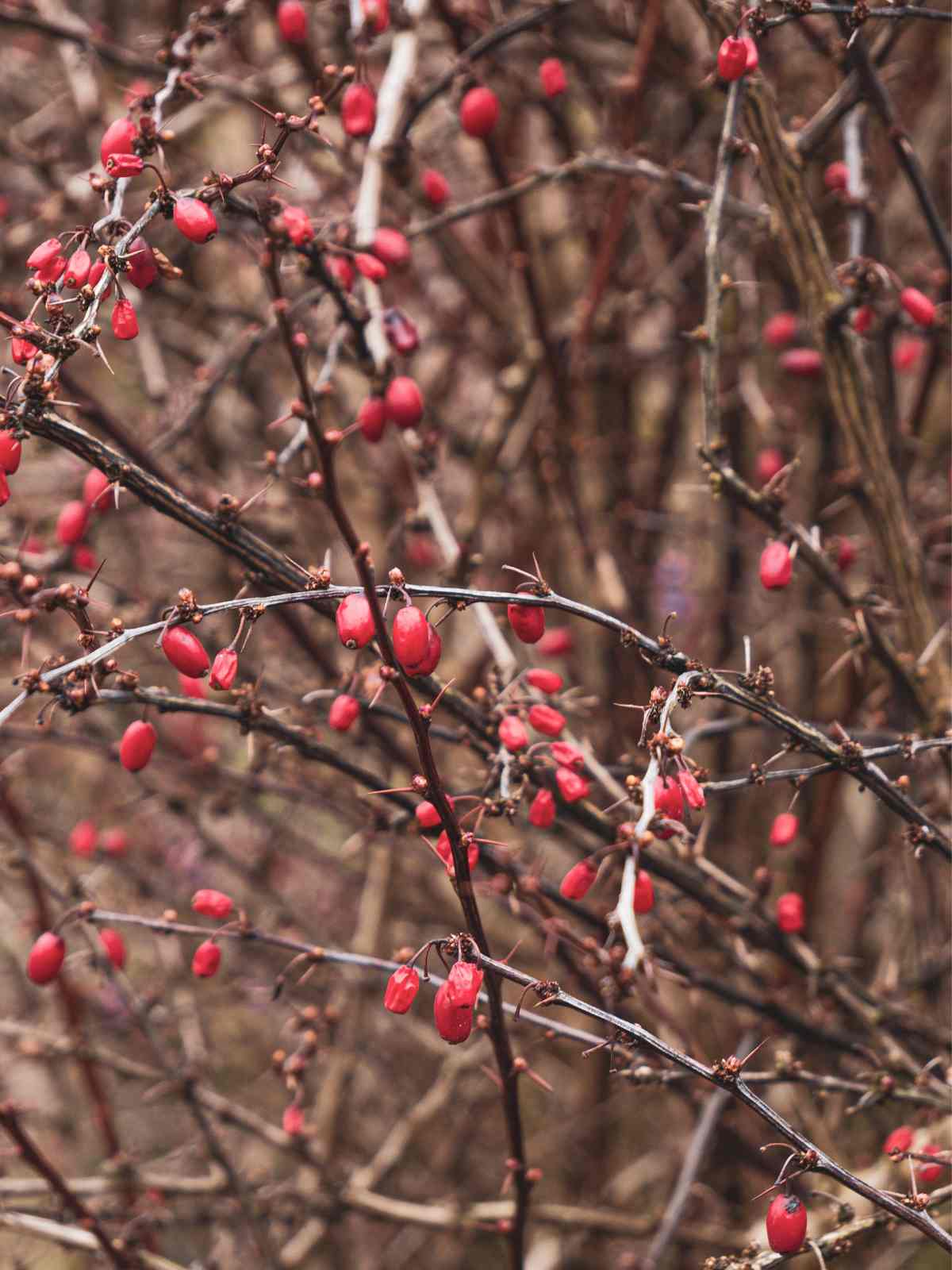 Trees And Shrubs With Red Berries