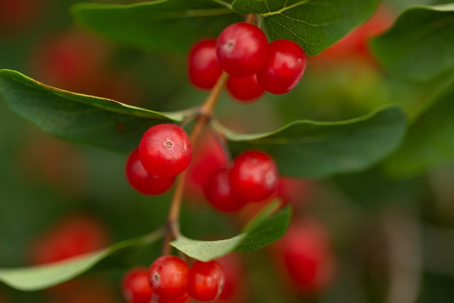 Trees And Shrubs With Red Berries