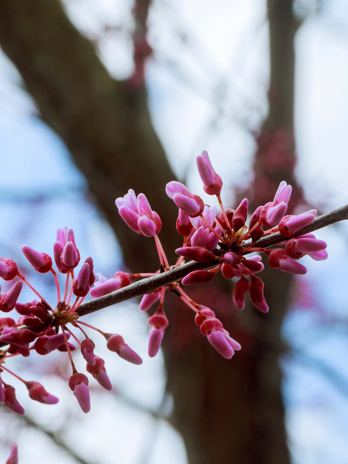 How to Grow and Care for Redbud Trees: A Guide