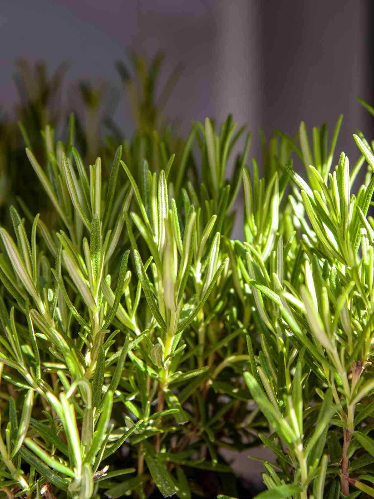 how to grow and care for rosemary