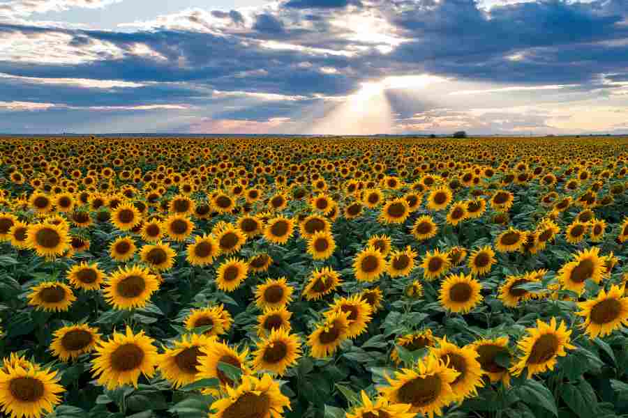 How to Grow and Care for Sunflowers: A Guide