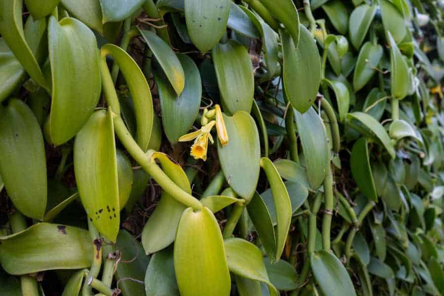 How to Grow and Care for Vanilla Orchid
