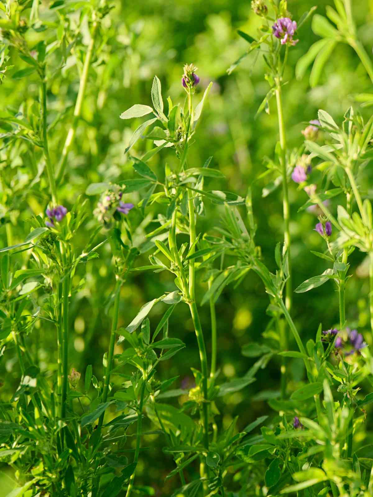 How to Plant And Care For Alfalfa