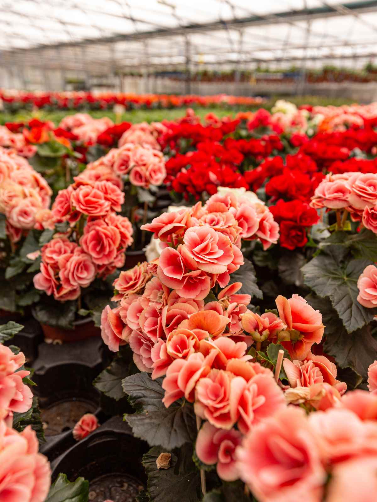 How To Grow And Care For Begonias