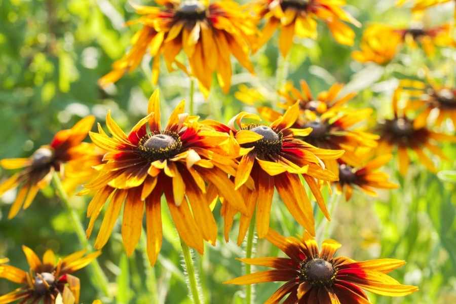 How to Care for Black Eyed Susan