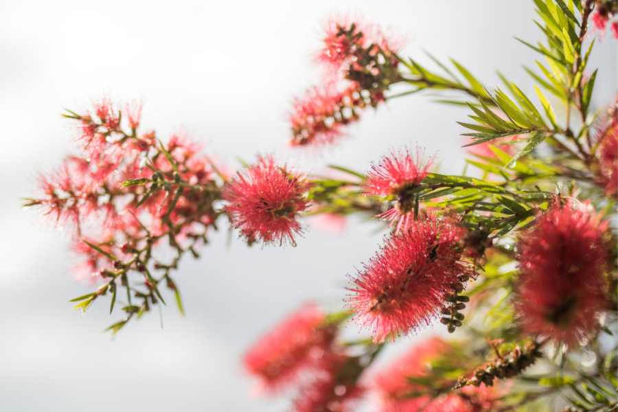 How to Grow and Care for Bottlebrush Plant