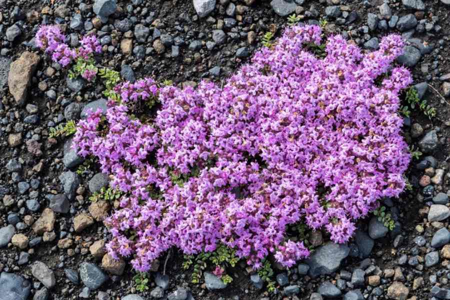 How to Grow and Care for Creeping Thyme