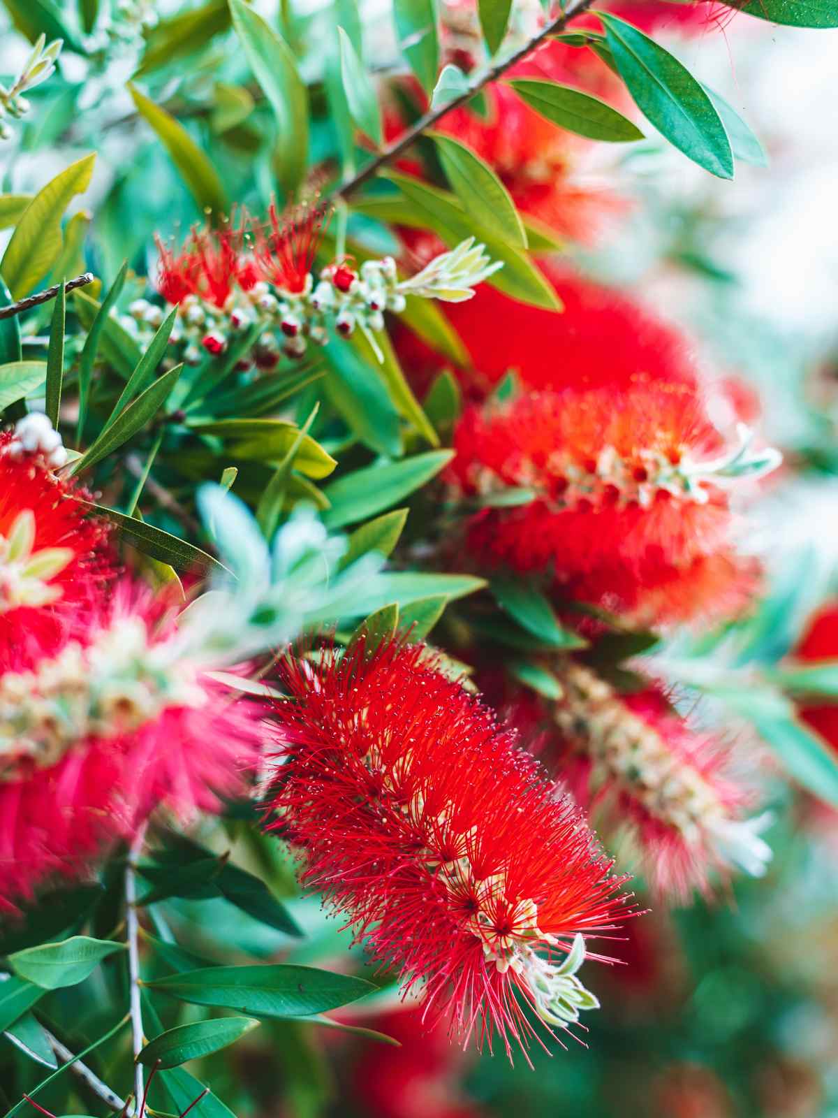 How to Grow and Care for Bottlebrush Plant