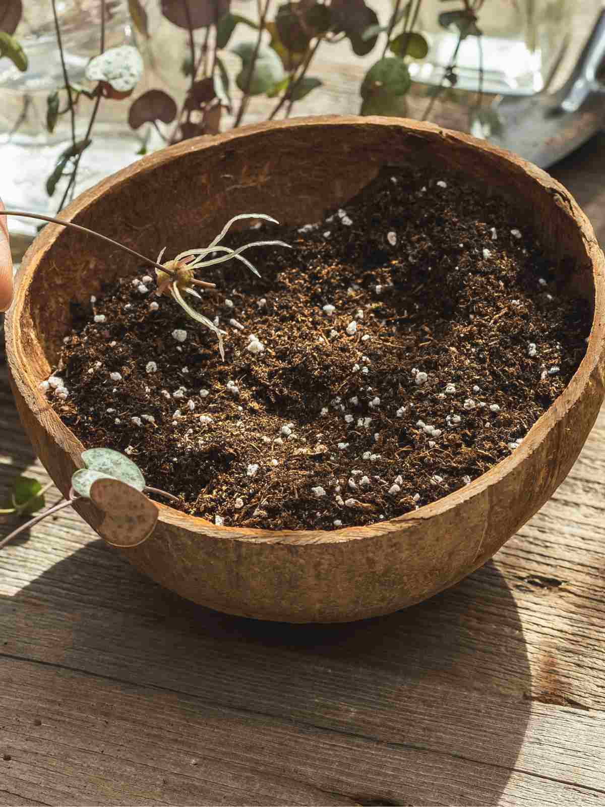 How to Make and Use Cactus Soil Mix