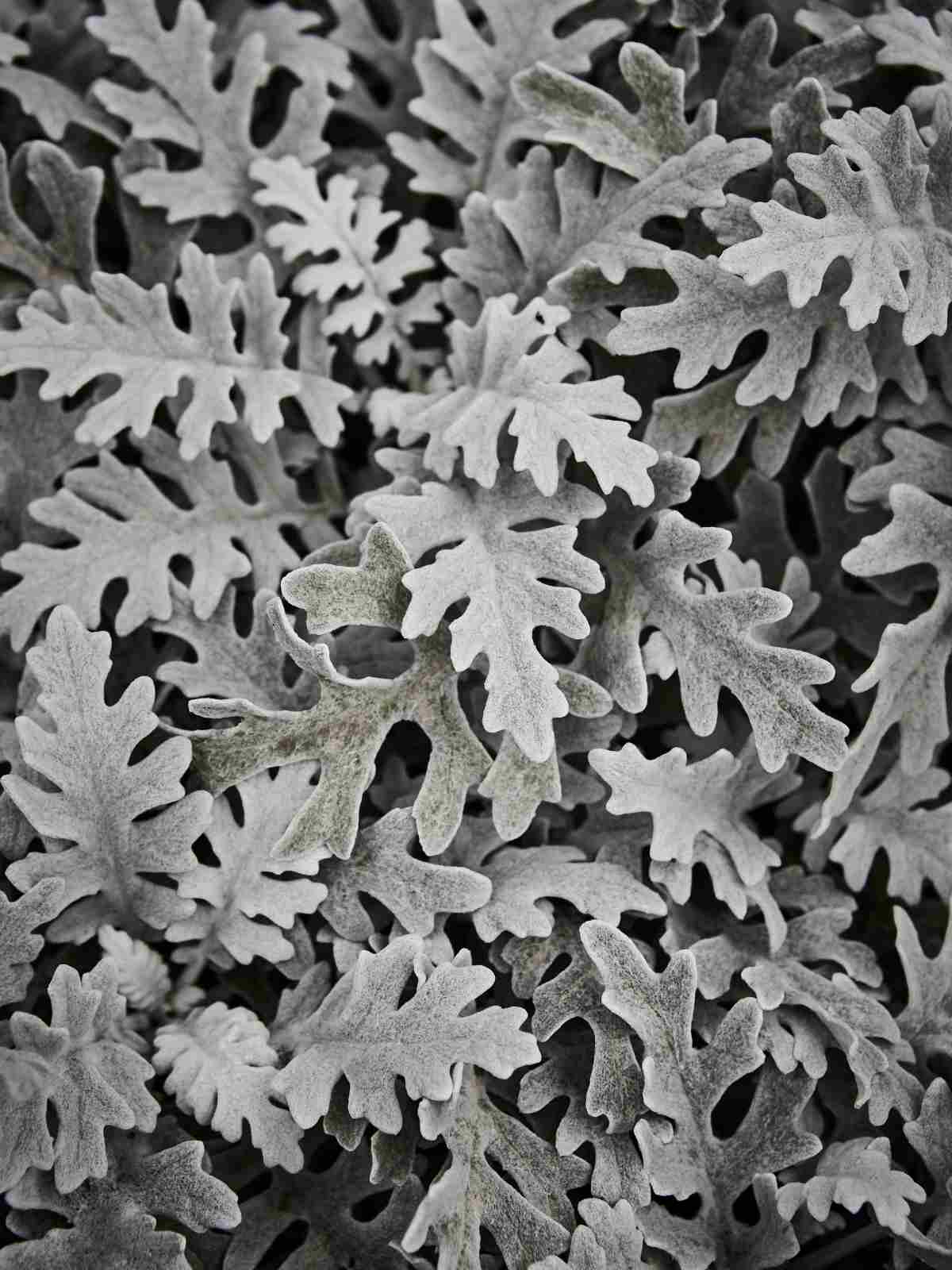 How to Care for Dusty Miller