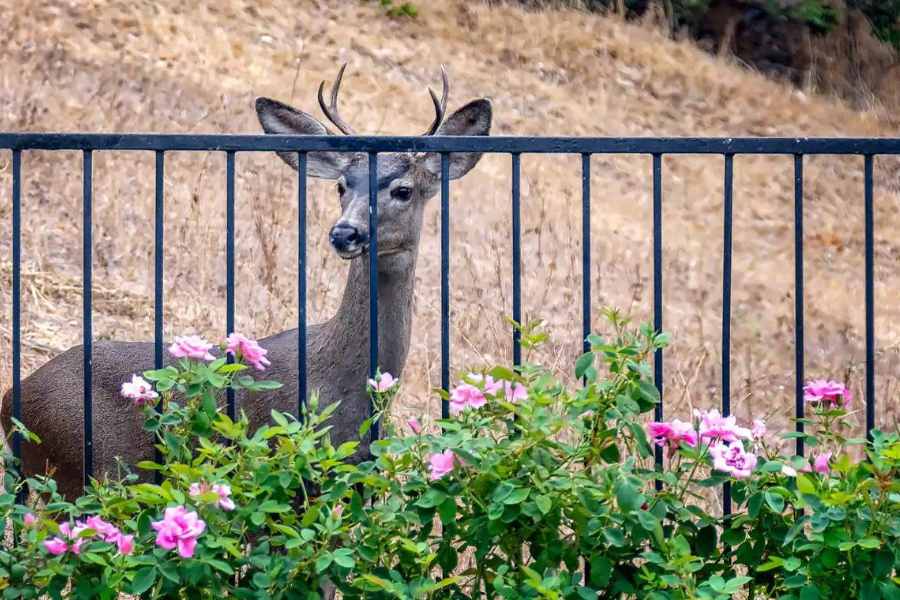 How to Build a Deer Proof Fence