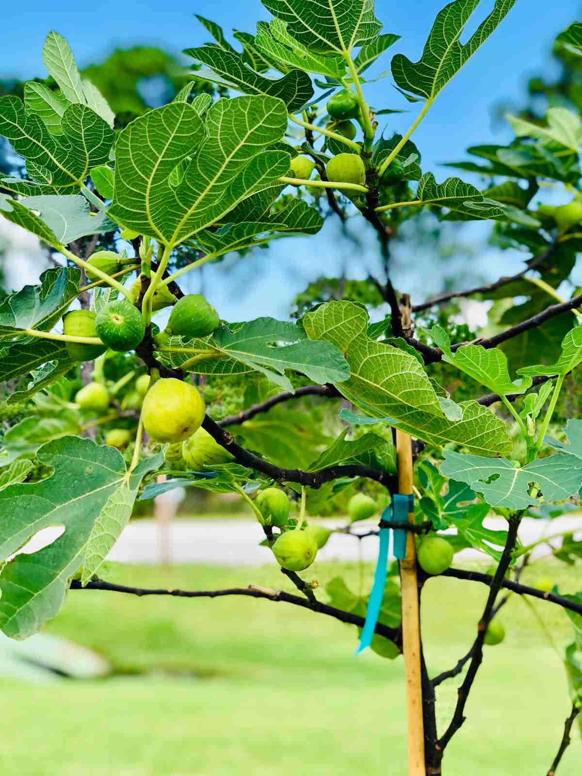 How to Trim a Fig Tree