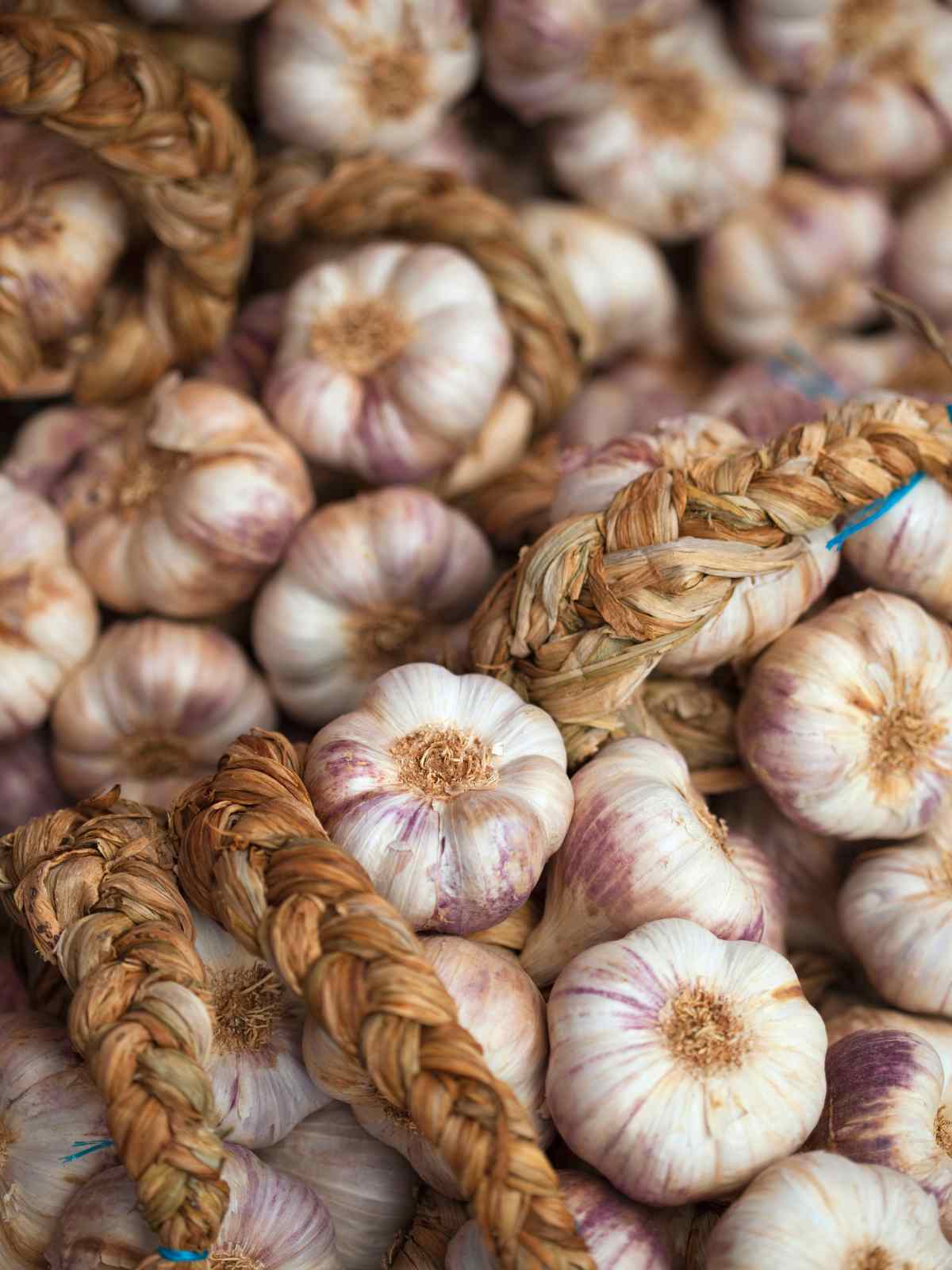 Garlic in Natural Pest Control