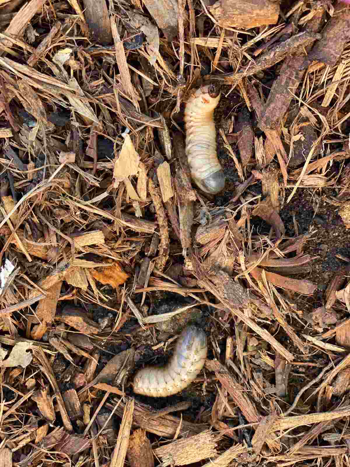 How to Get Rid of Lawn Grubs