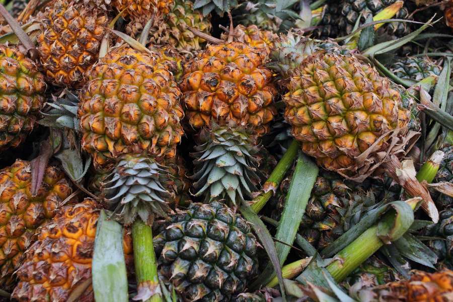 How to Harvest Pineapple