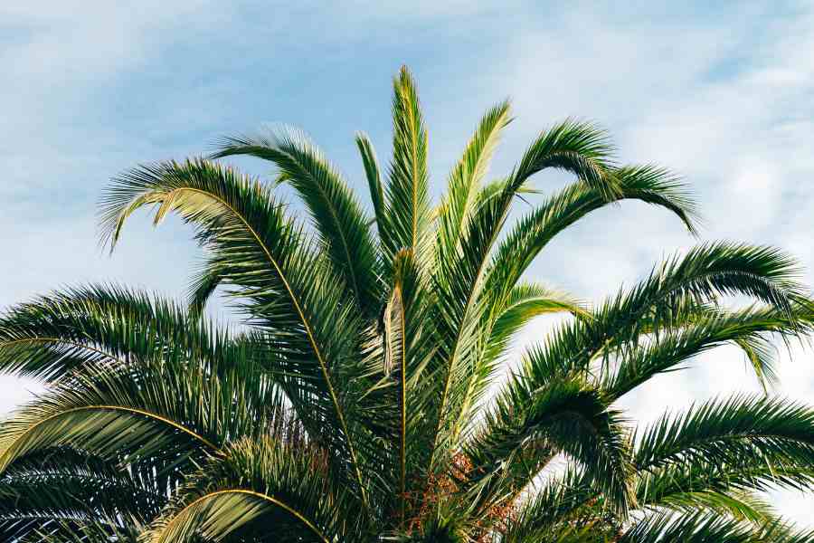 how to trim a palm tree