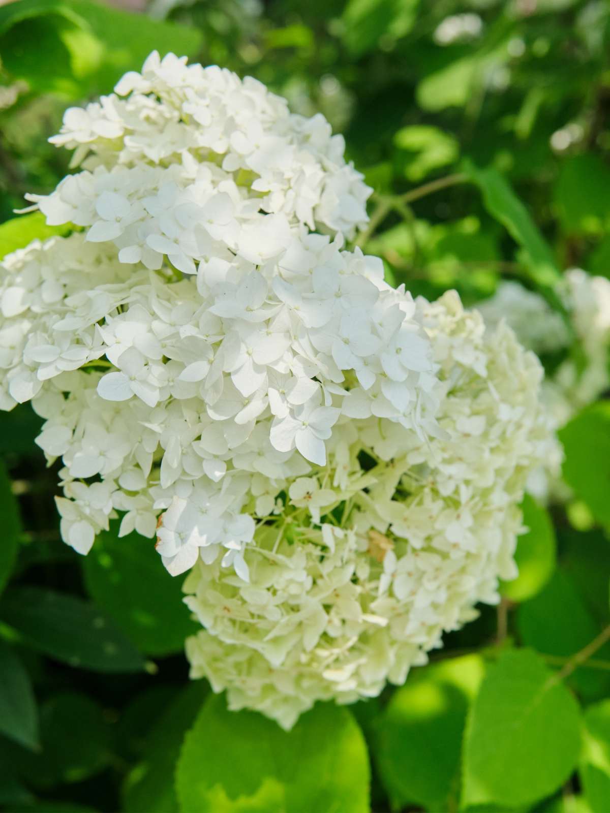 How to Grow White Hydrangea Bush