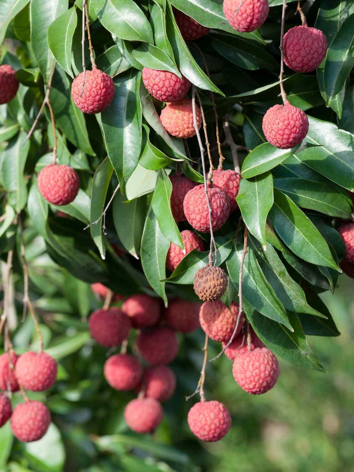 How to Grow Lychee Trees