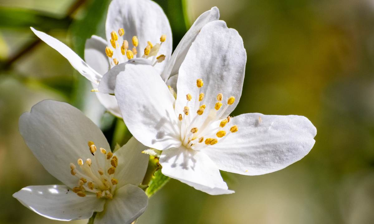 How to Grow and Care for Mock Orange Bush