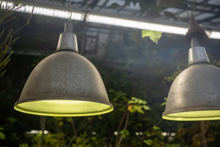 How to Choose Indoor Lighting for Plants