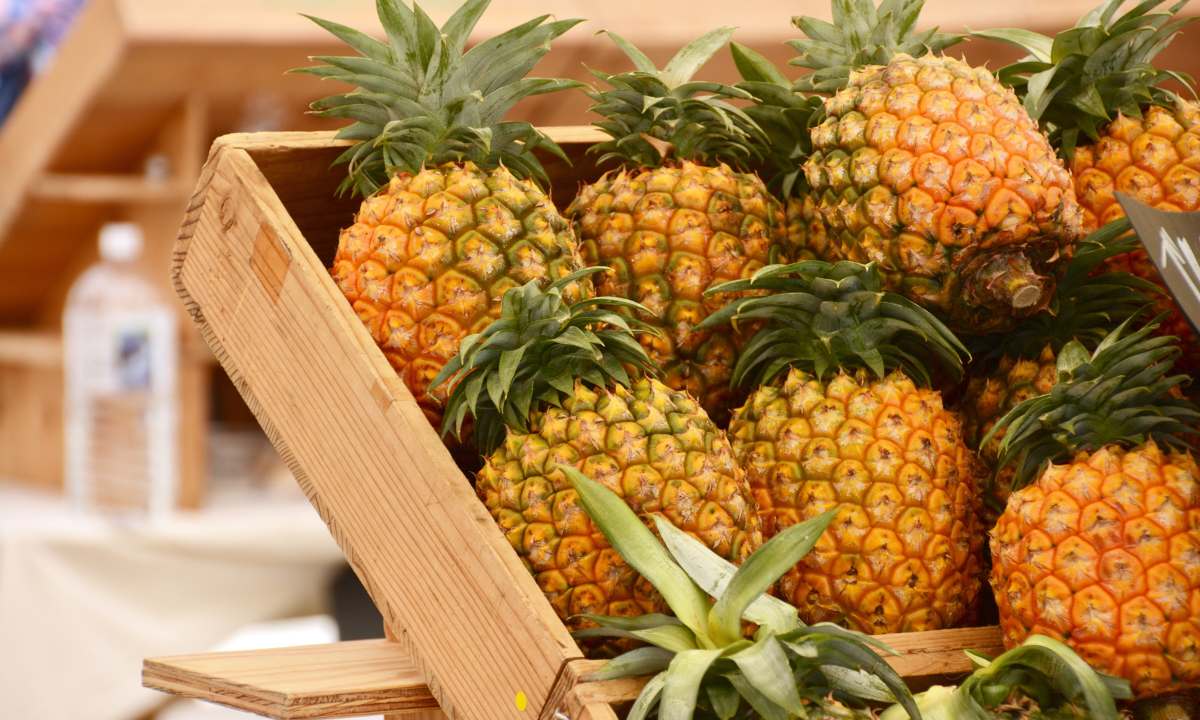 Pineapple Farming Techniques