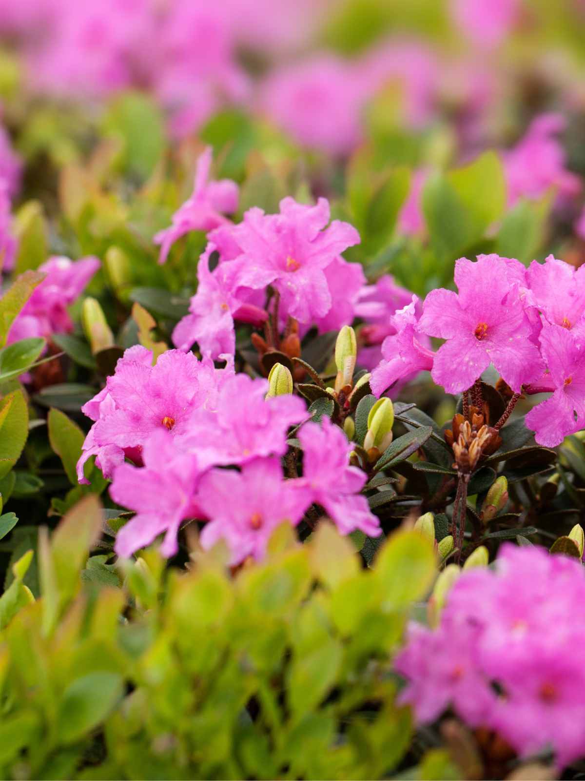 How and when to prune rhododendrons