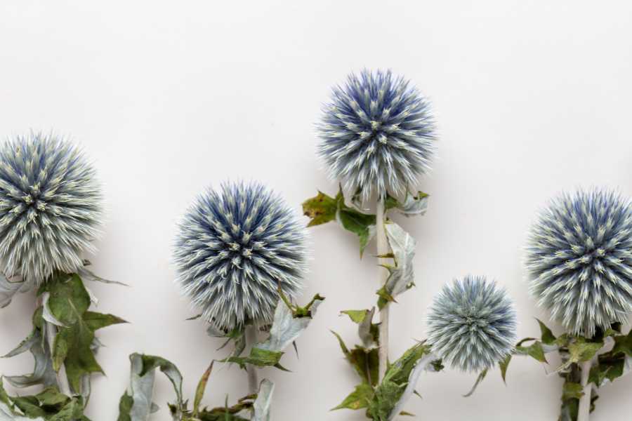 How to Grow Sea Holly Flowers