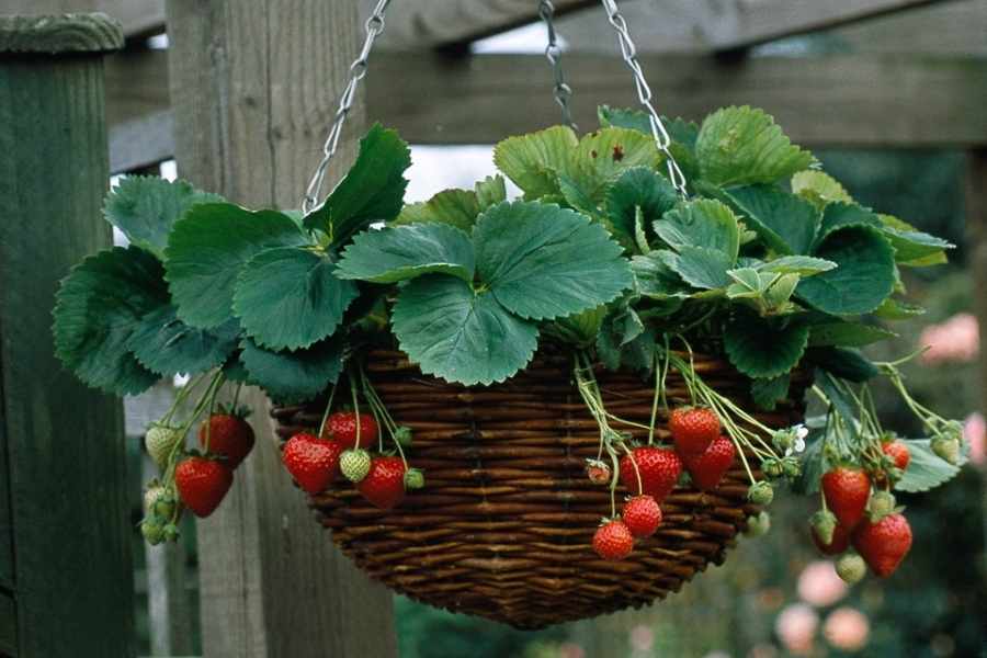 How to Grow Strawberries in Hanging Baskets